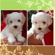 Nice Looking Pure White Male And Female Maltese Puppies For Sale.